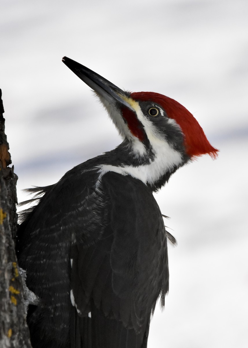 Pileated Woodpecker - ML646379514