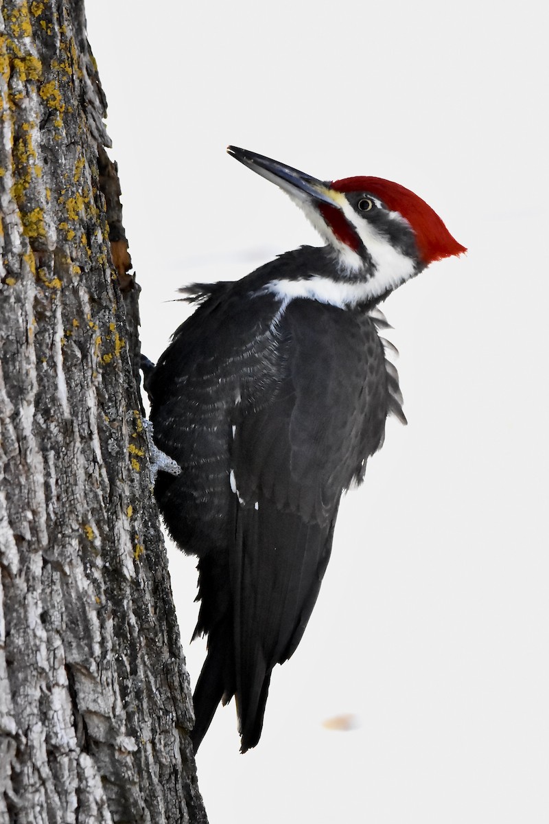 Pileated Woodpecker - ML646379515