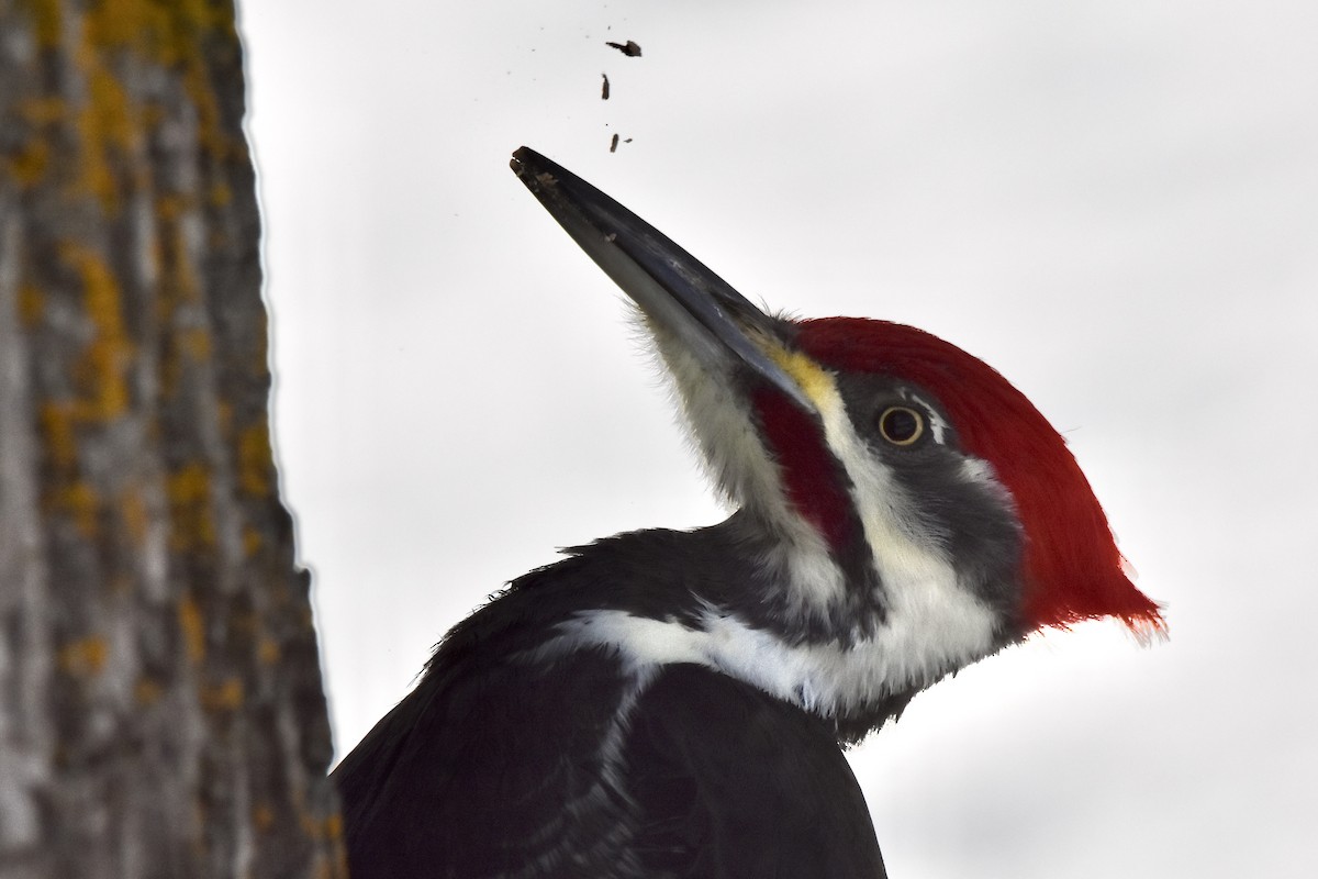 Pileated Woodpecker - ML646379516