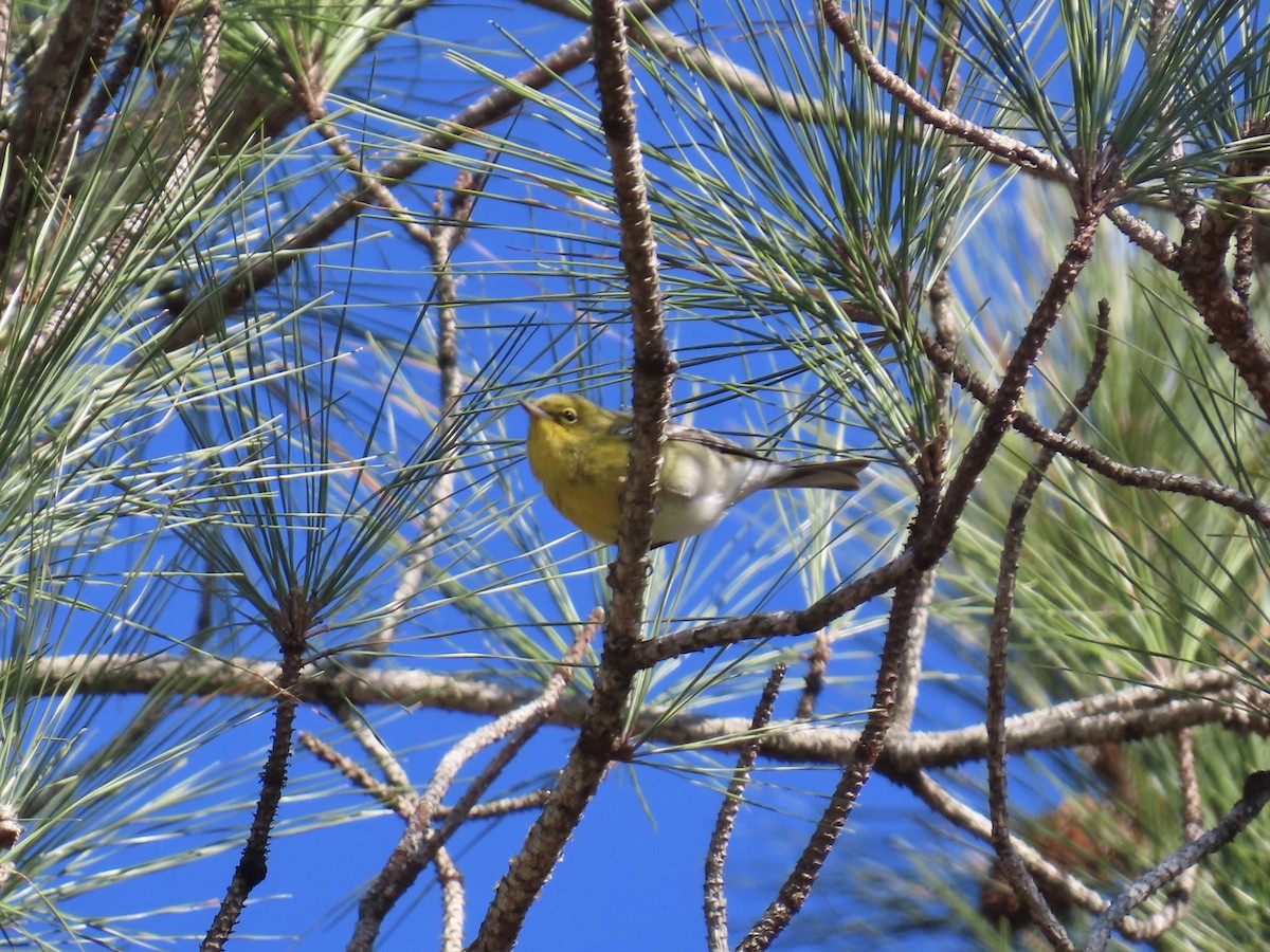 Pine Warbler - ML646379518