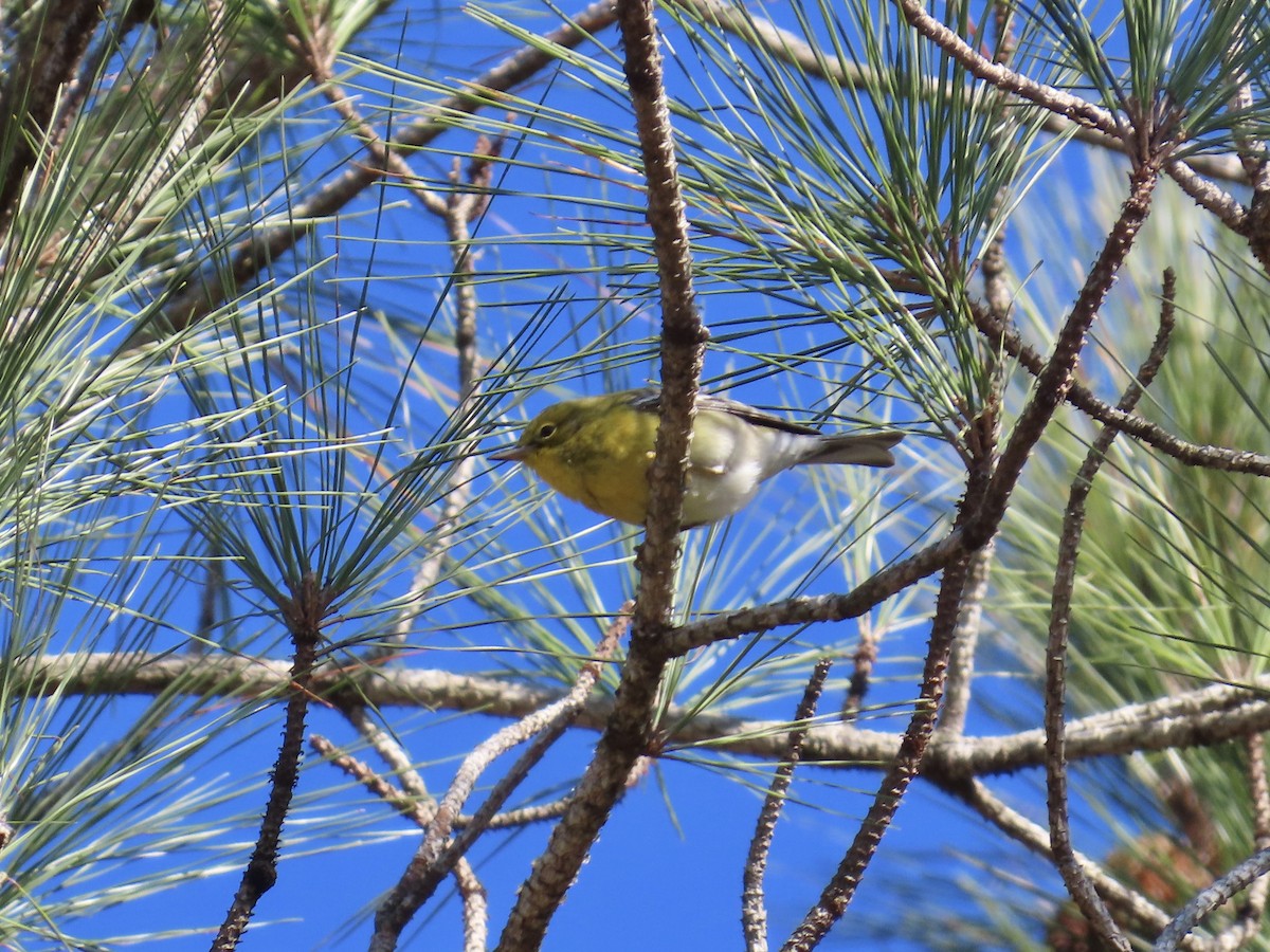 Pine Warbler - ML646379519