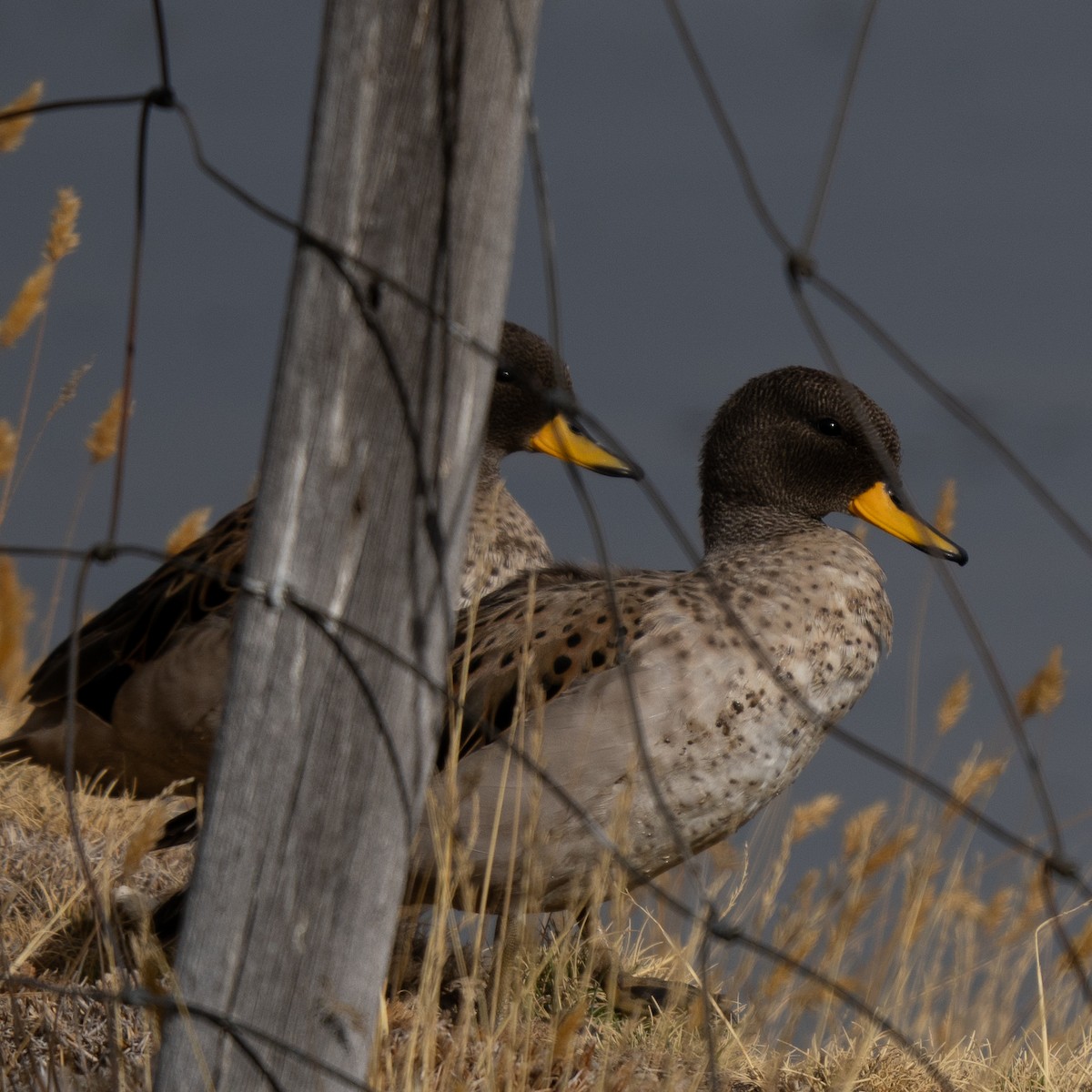 Yellow-billed Teal (oxyptera) - ML646379520