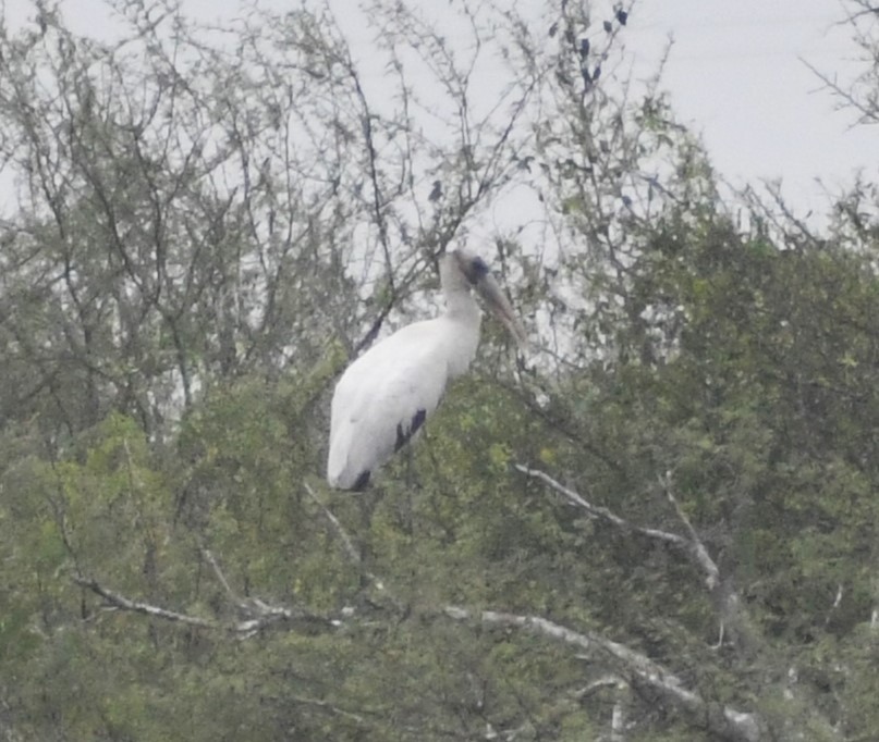 Wood Stork - ML646379521