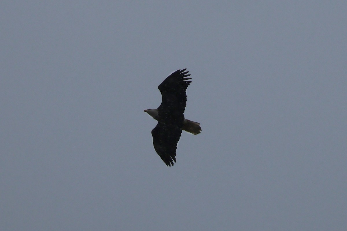 Bald Eagle - ML646379522