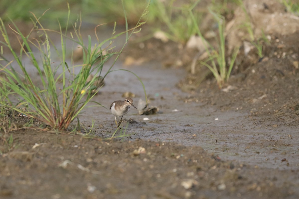 Common Sandpiper - ML646379523