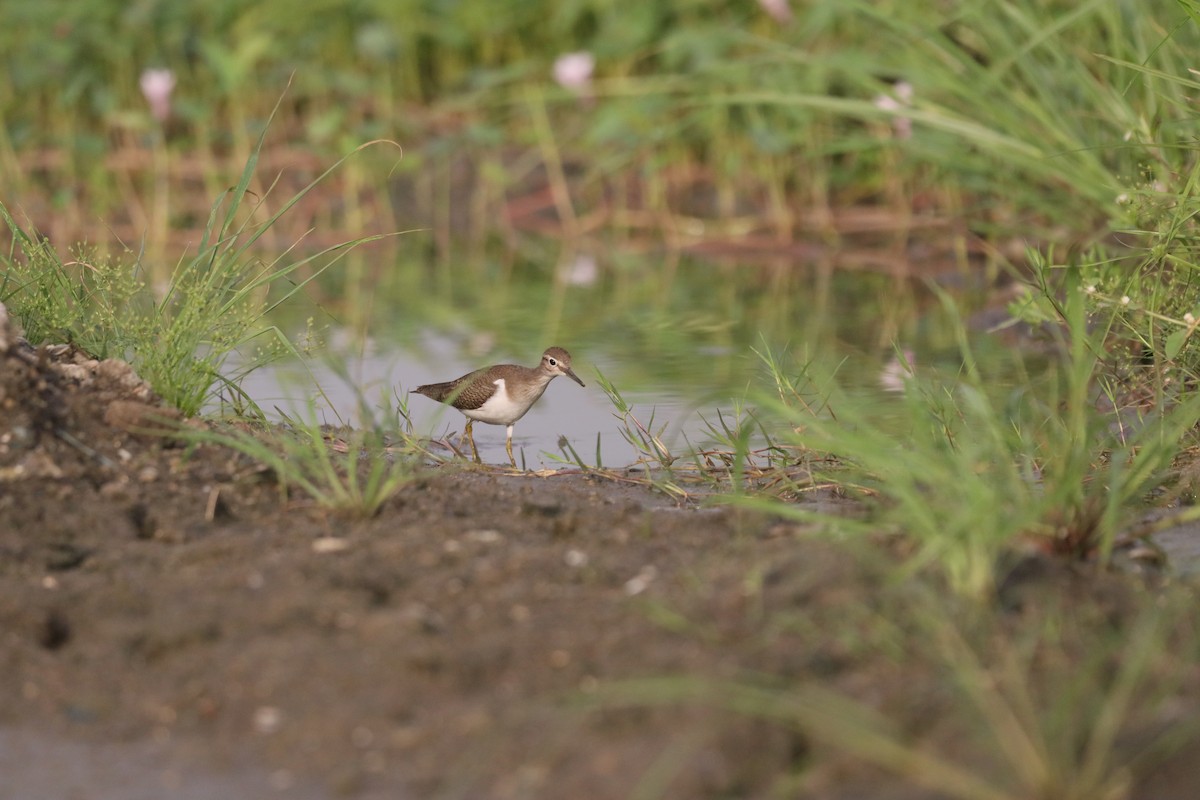 Common Sandpiper - ML646379524