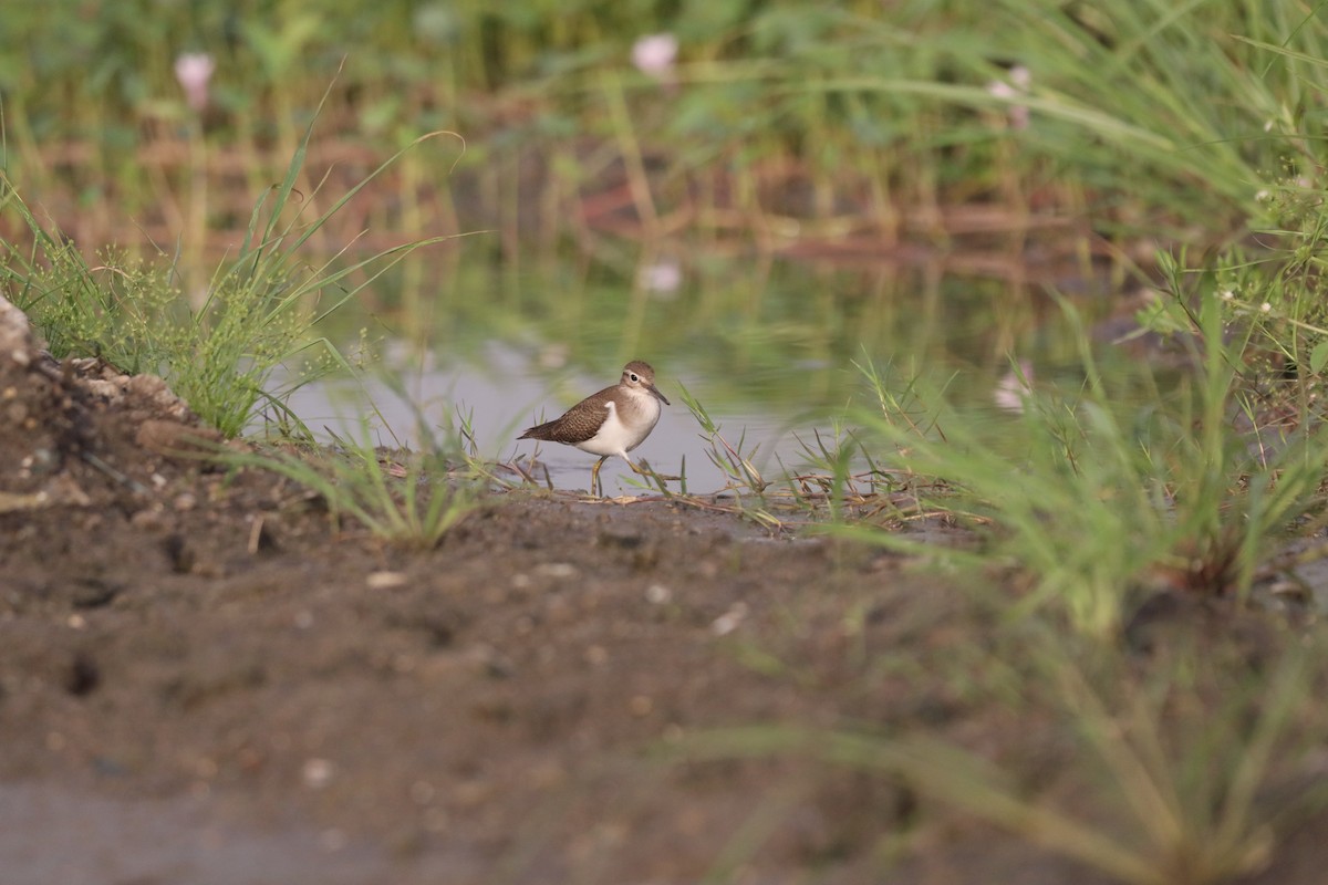Common Sandpiper - ML646379525
