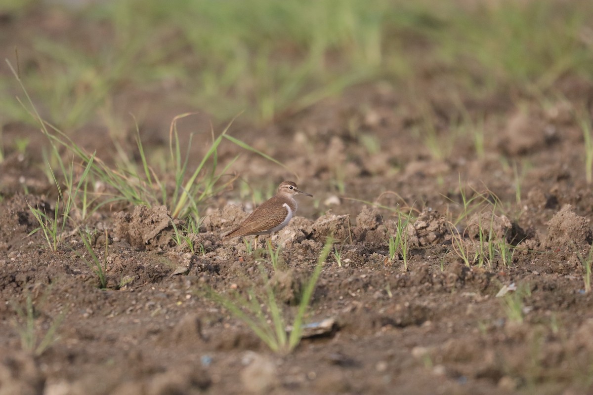 Common Sandpiper - ML646379526