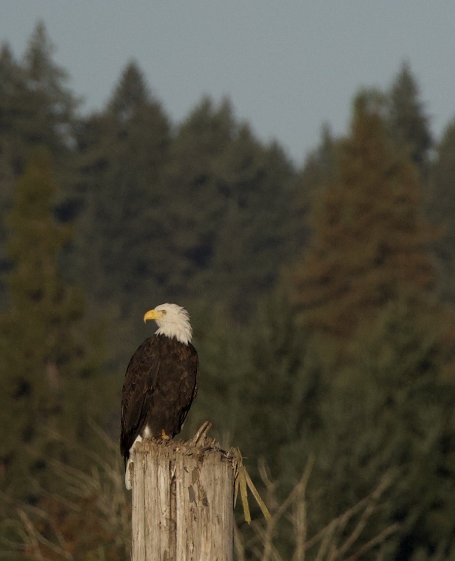 Bald Eagle - ML646379527