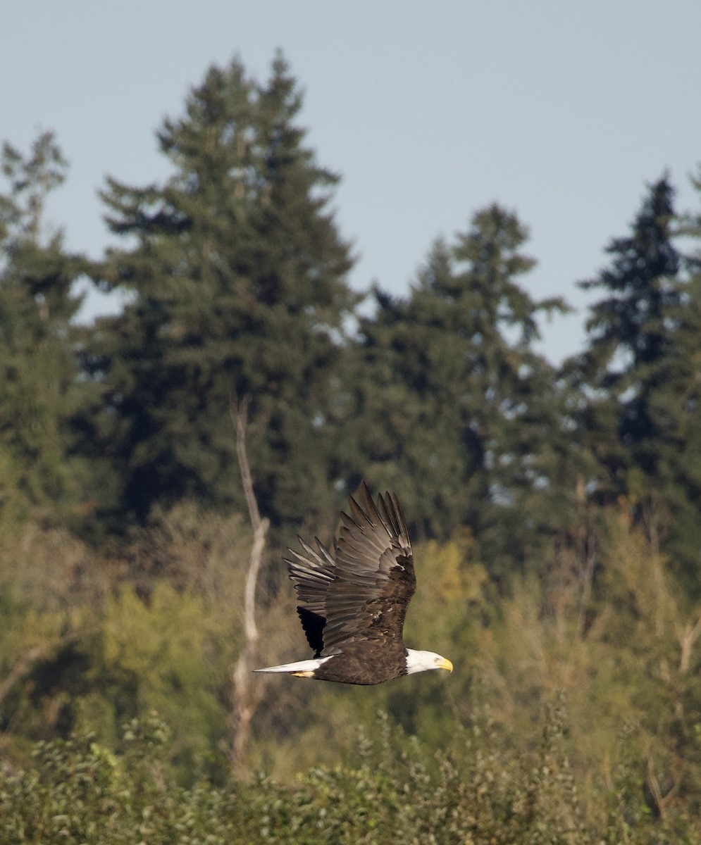 Bald Eagle - ML646379528