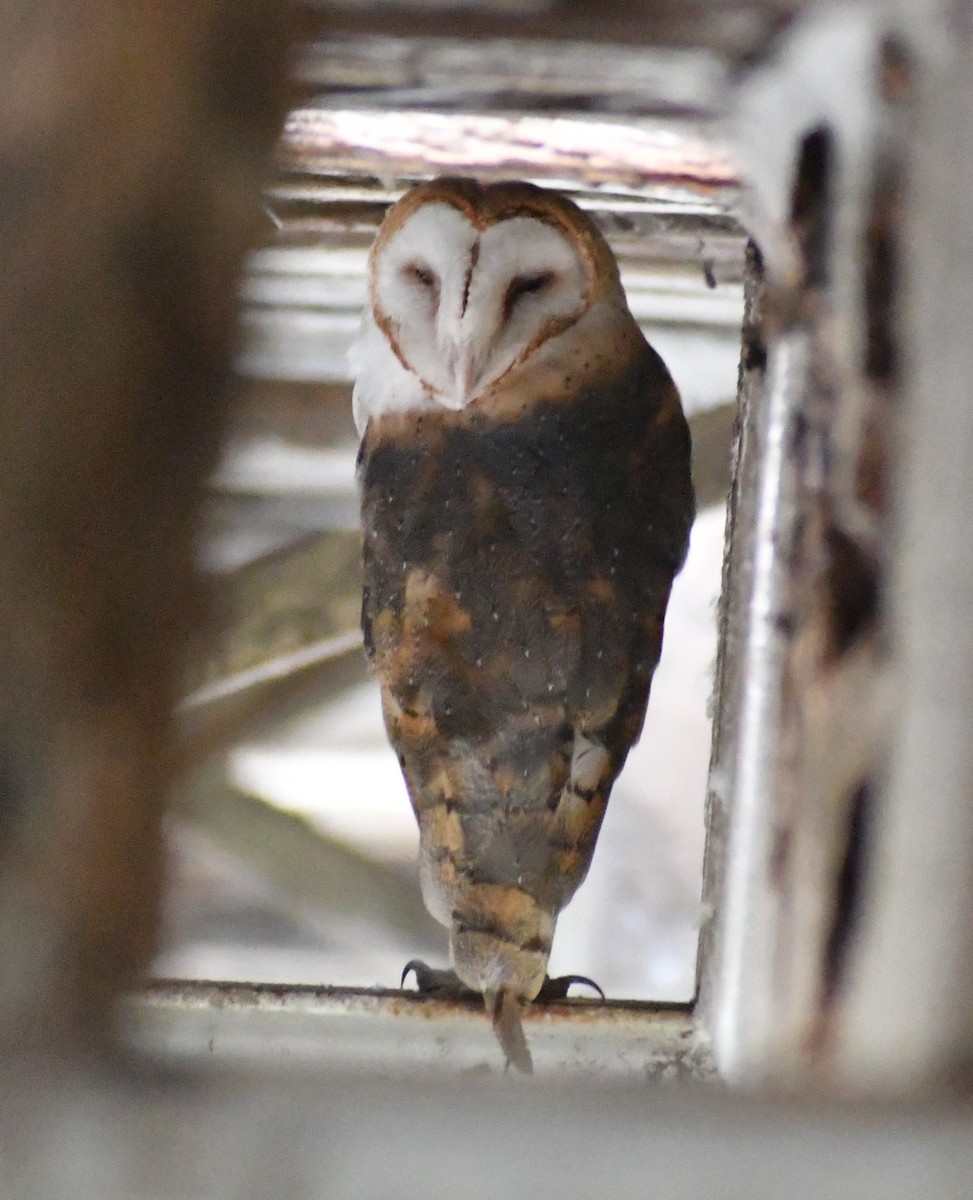 American Barn Owl - ML646379530