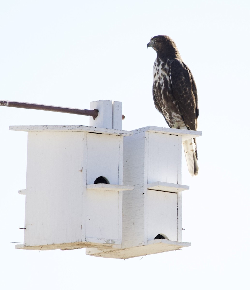 Red-tailed Hawk - ML646379531