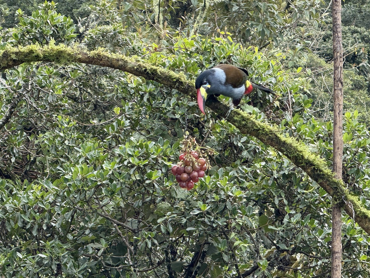 Gray-breasted Mountain-Toucan - ML646379532