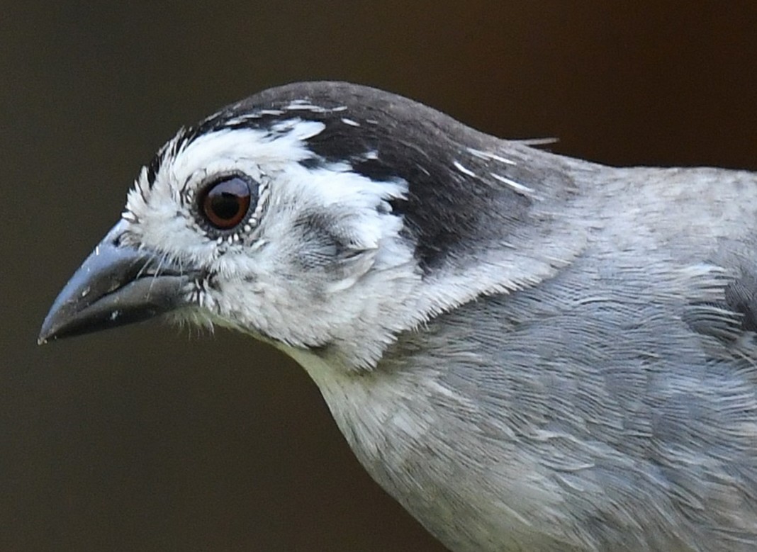 White-headed Brushfinch - ML646379533
