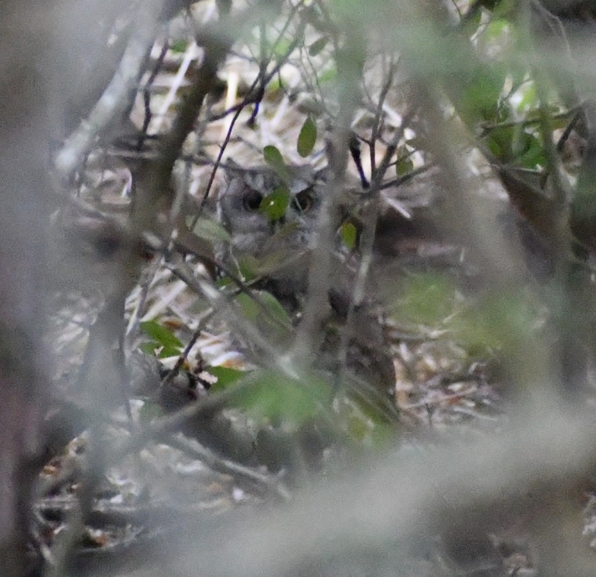 Eastern Screech-Owl - ML646379535