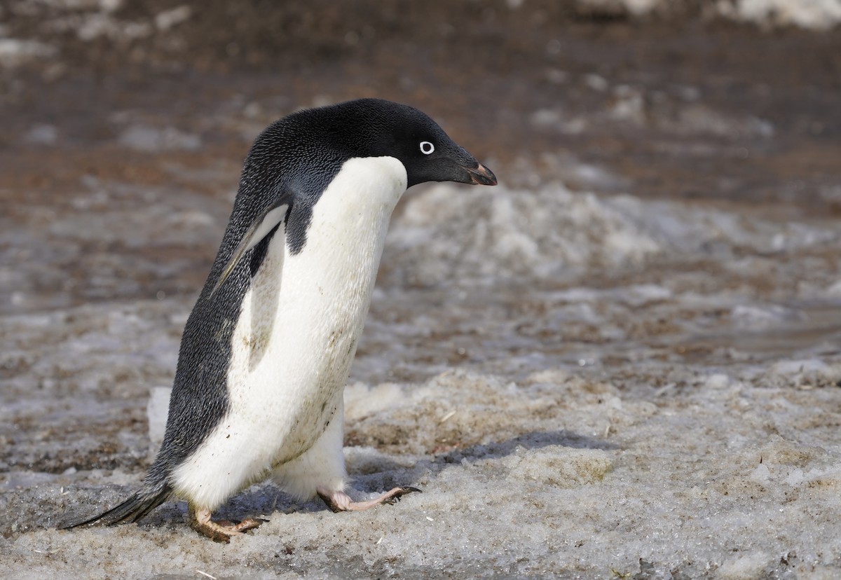 adeliepingvin - ML646379540