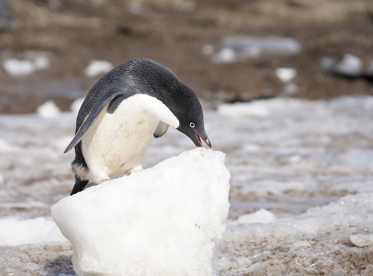 adeliepingvin - ML646379541