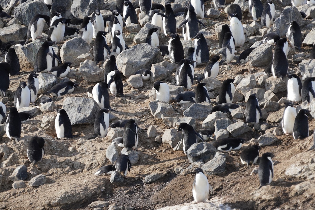 adeliepingvin - ML646379544