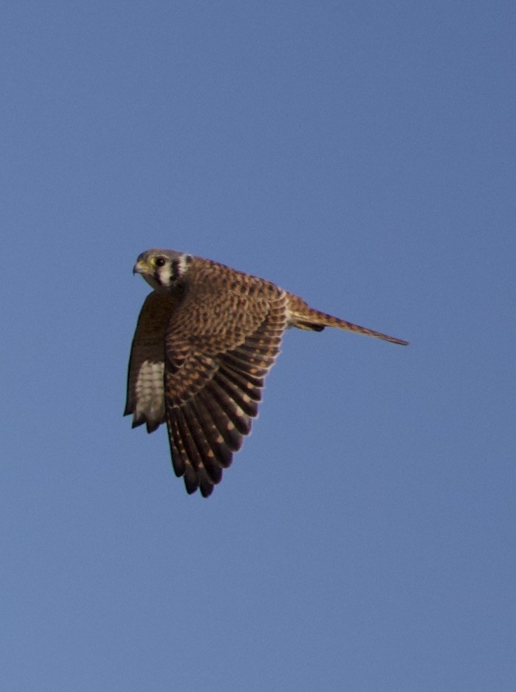 American Kestrel - ML646379546