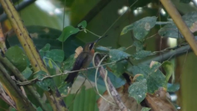 Band-tailed Barbthroat - ML646379547