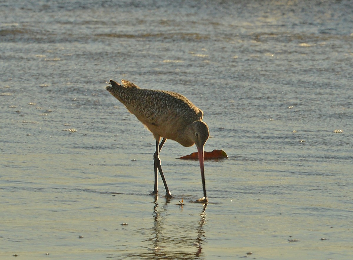 Marbled Godwit - ML646379548