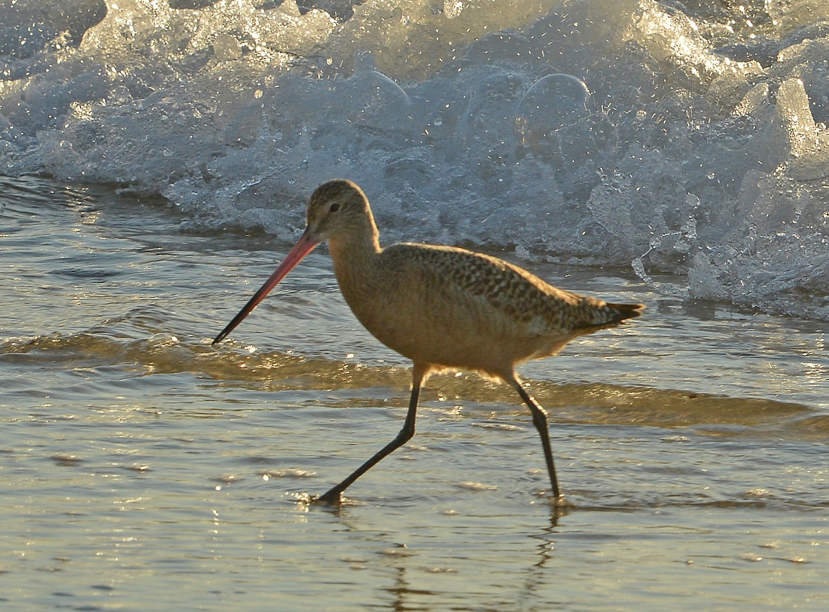 Marbled Godwit - ML646379549