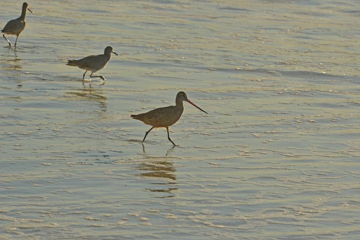 Marbled Godwit - ML646379550