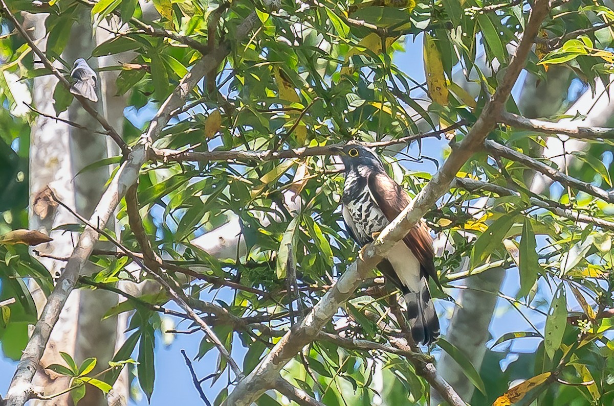 Sulawesi Cuckoo - ML646379552