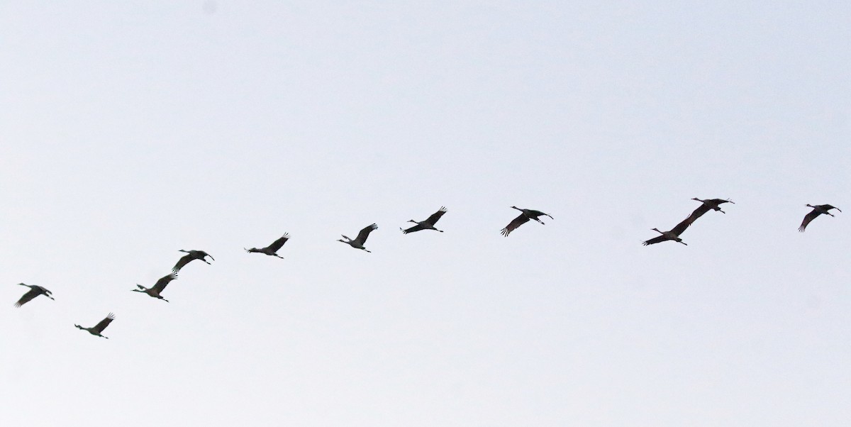 Sandhill Crane - ML646379553