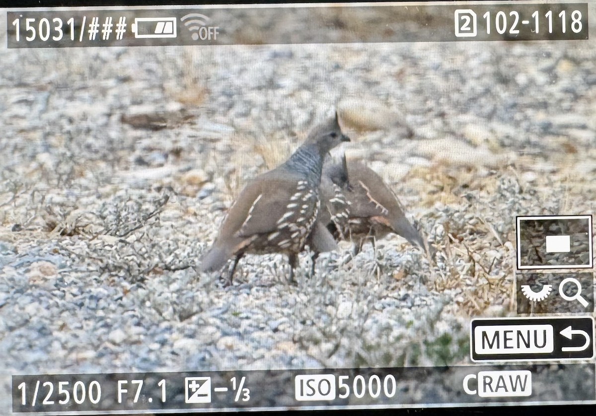 Scaled Quail - ML646379554