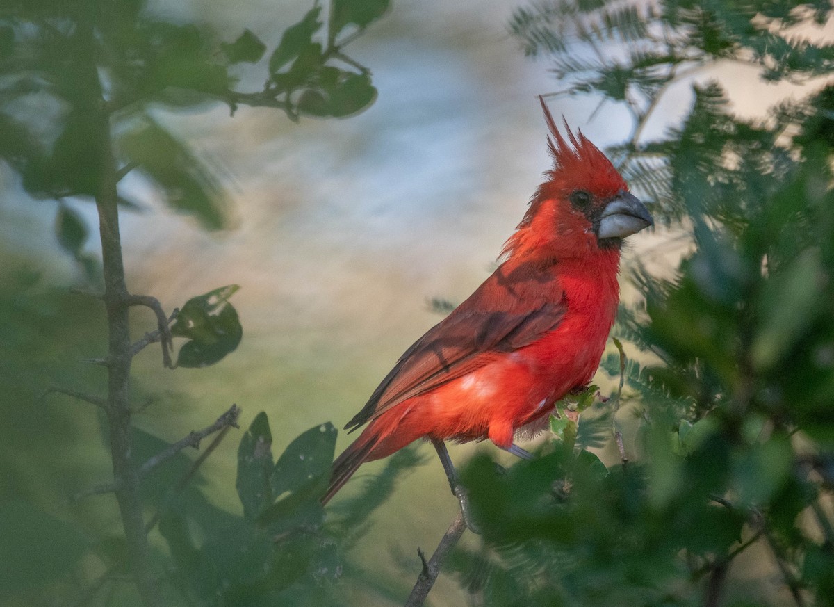 Vermilion Cardinal - ML646379555