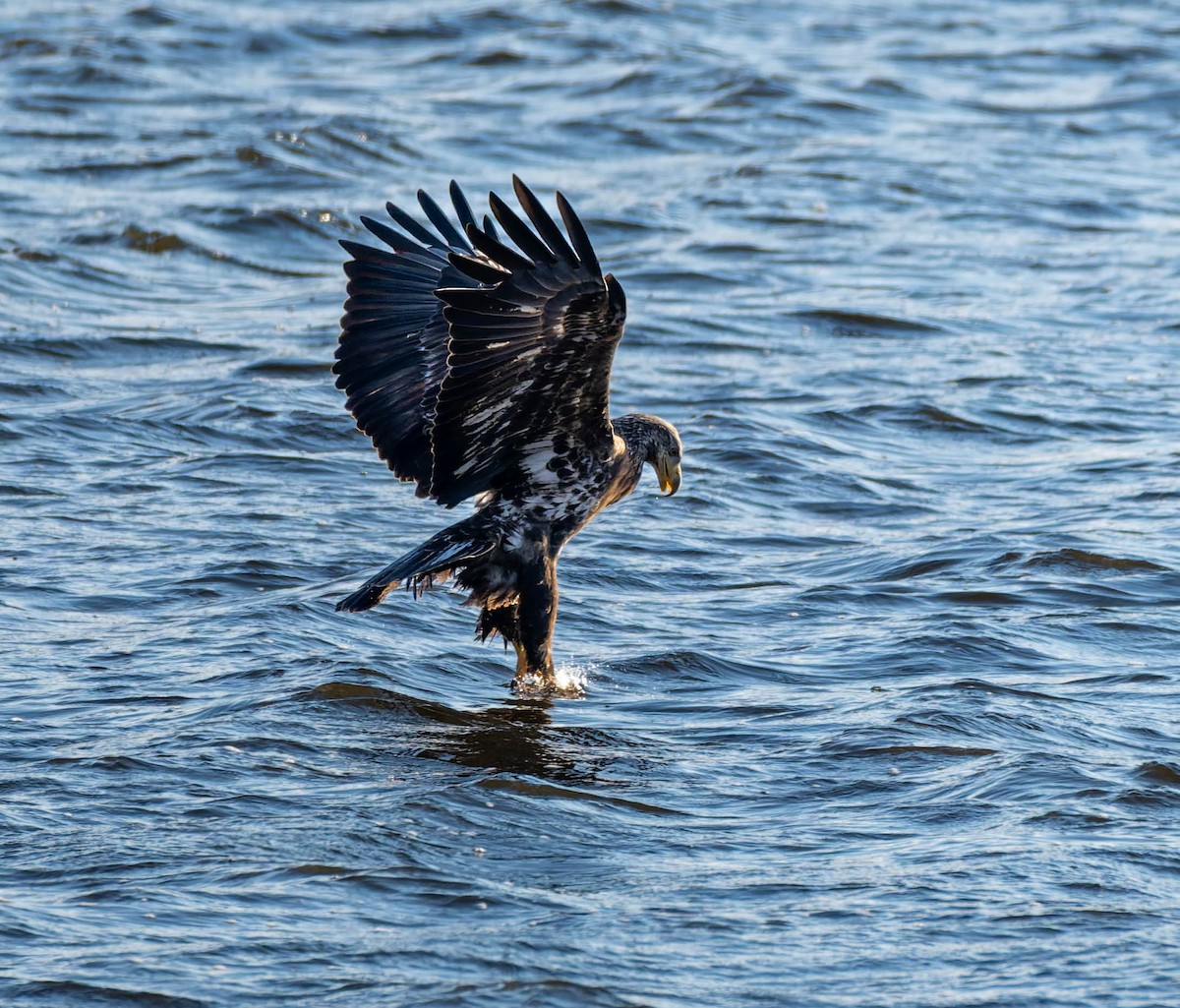 Bald Eagle - ML646379556