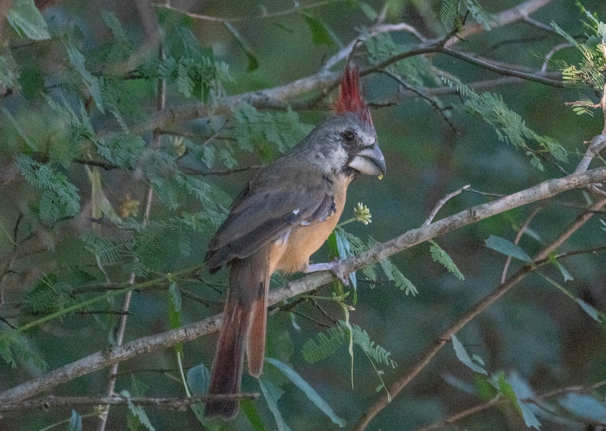 Vermilion Cardinal - ML646379557