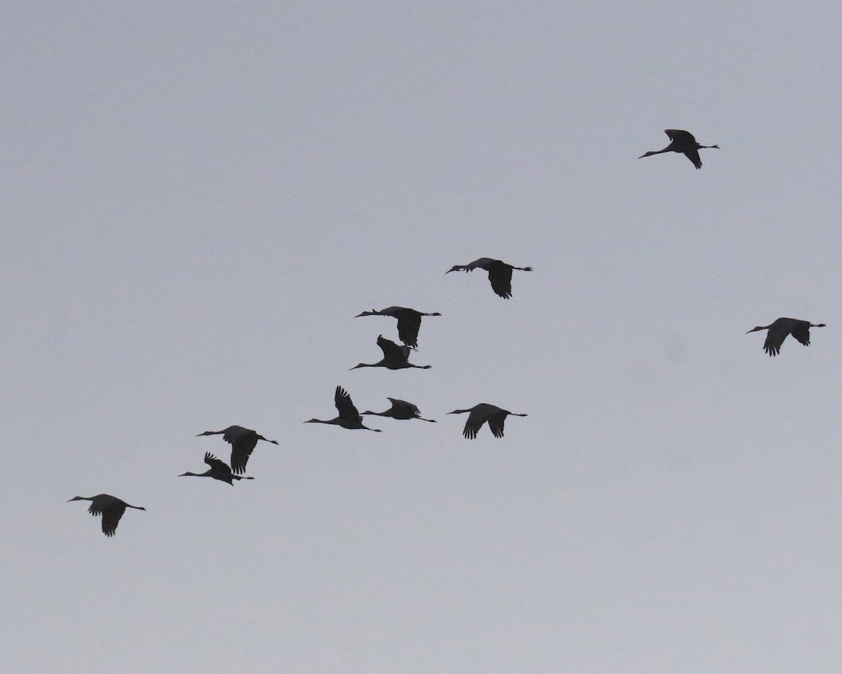 Sandhill Crane - ML646379558