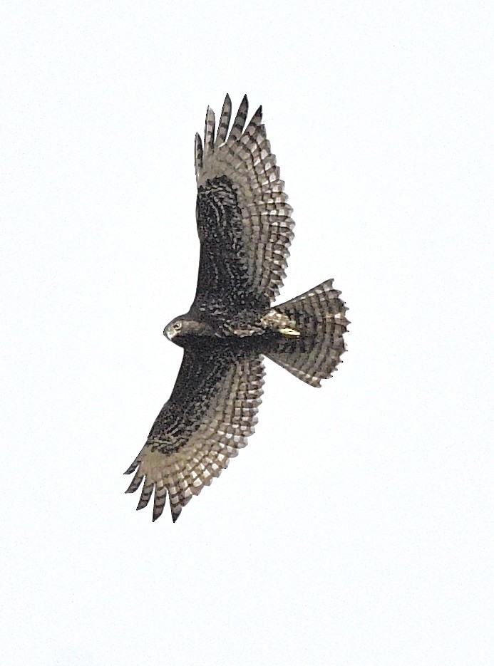 Red-tailed Hawk (Harlan's) - ML646379559