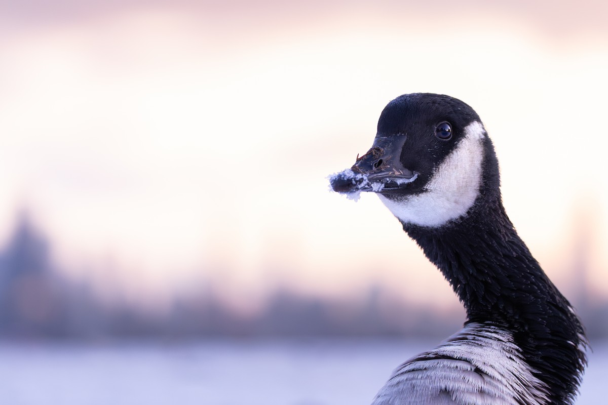 ברנטה קנדית - ML646379561
