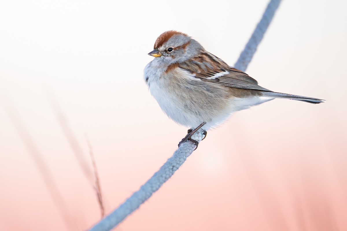 American Tree Sparrow - ML646379562