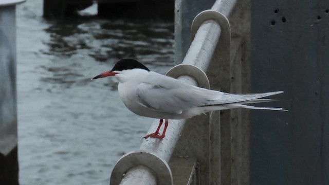 Common Tern - ML646379563