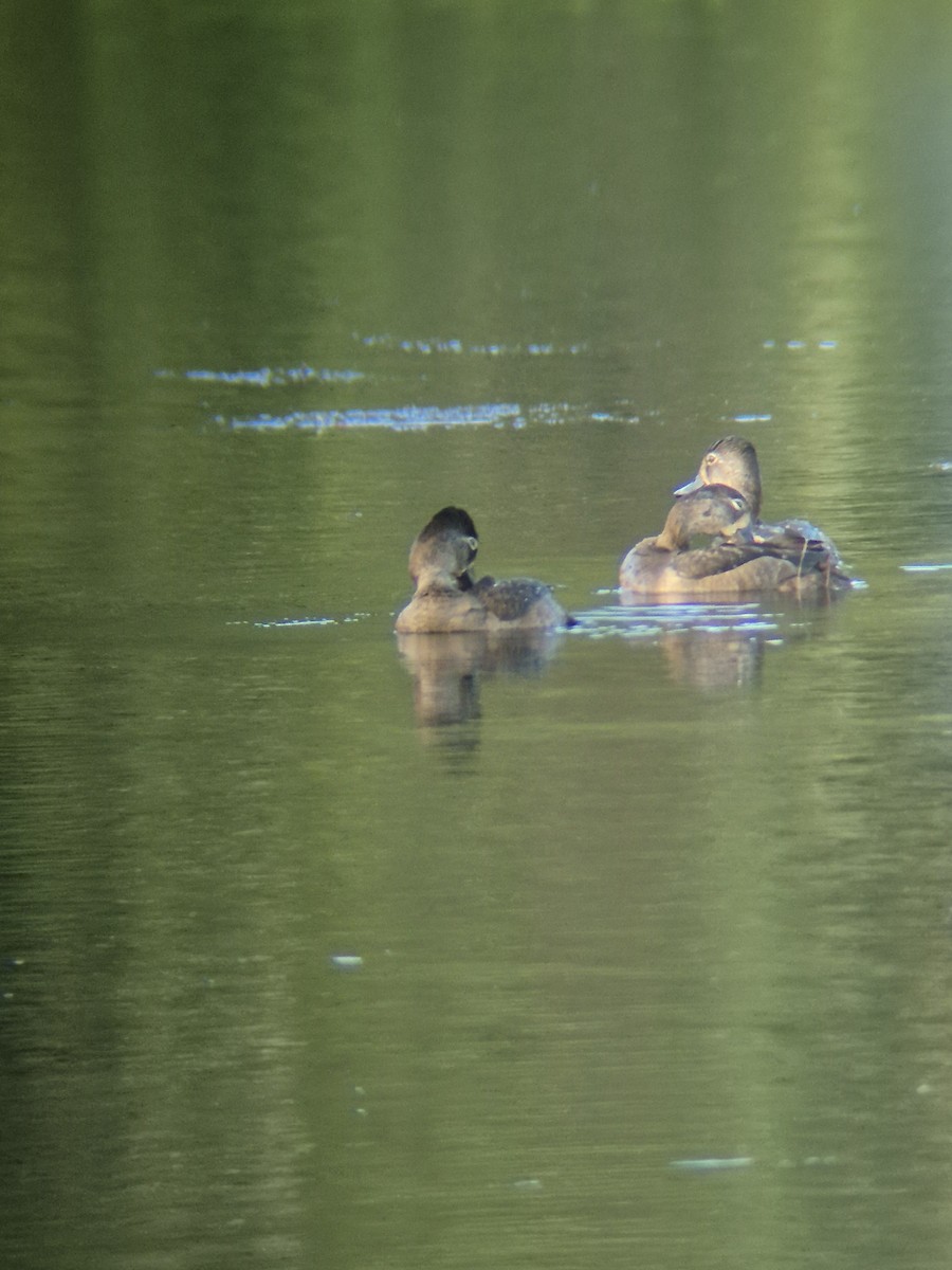 Ring-necked Duck - ML646379567