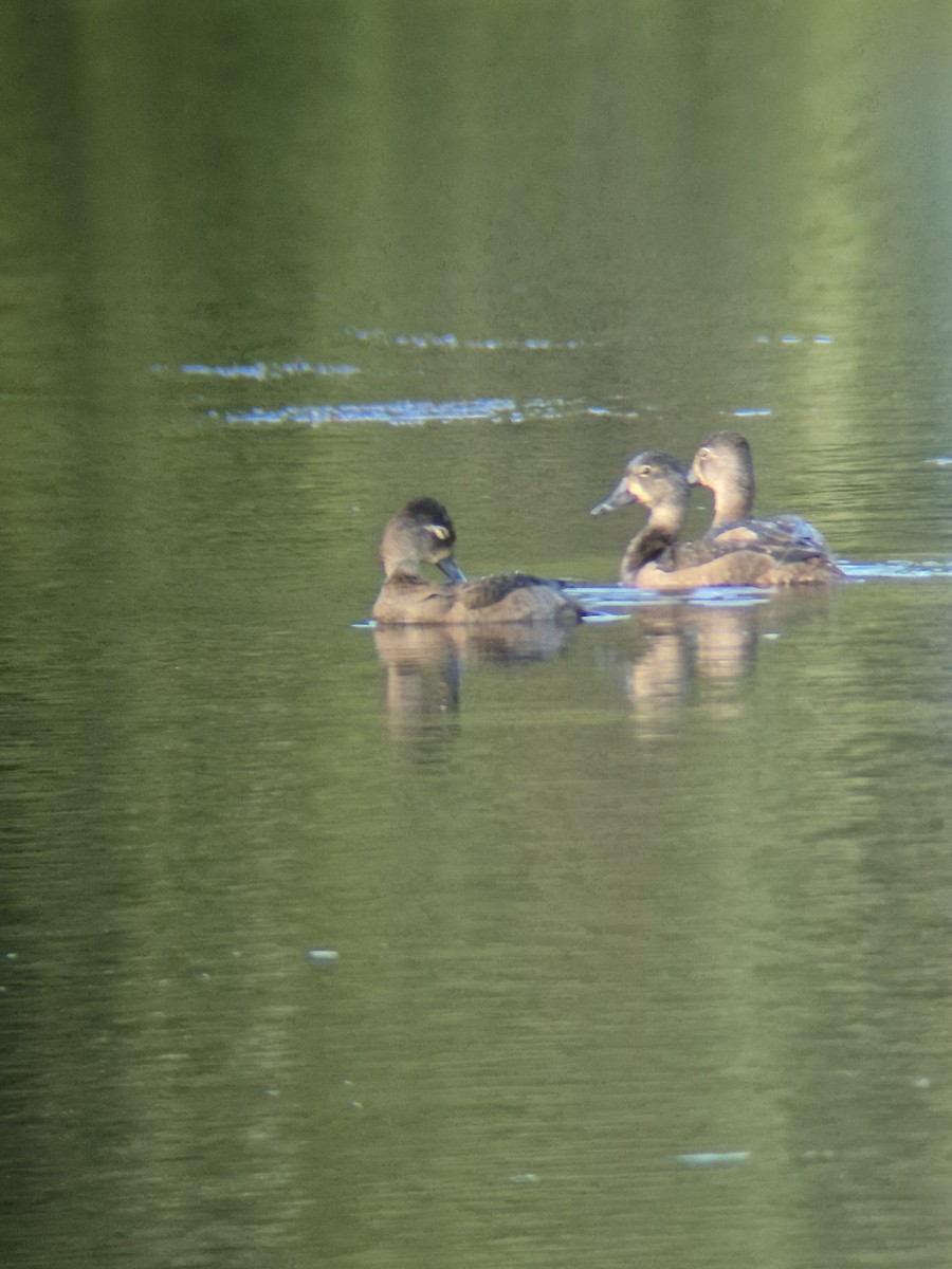 Ring-necked Duck - ML646379568