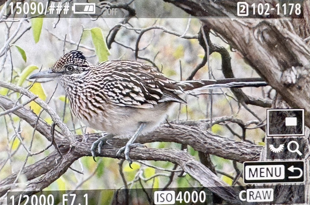 Greater Roadrunner - ML646379569