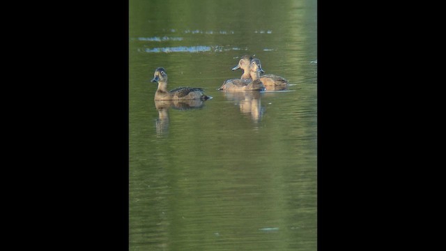Ring-necked Duck - ML646379570