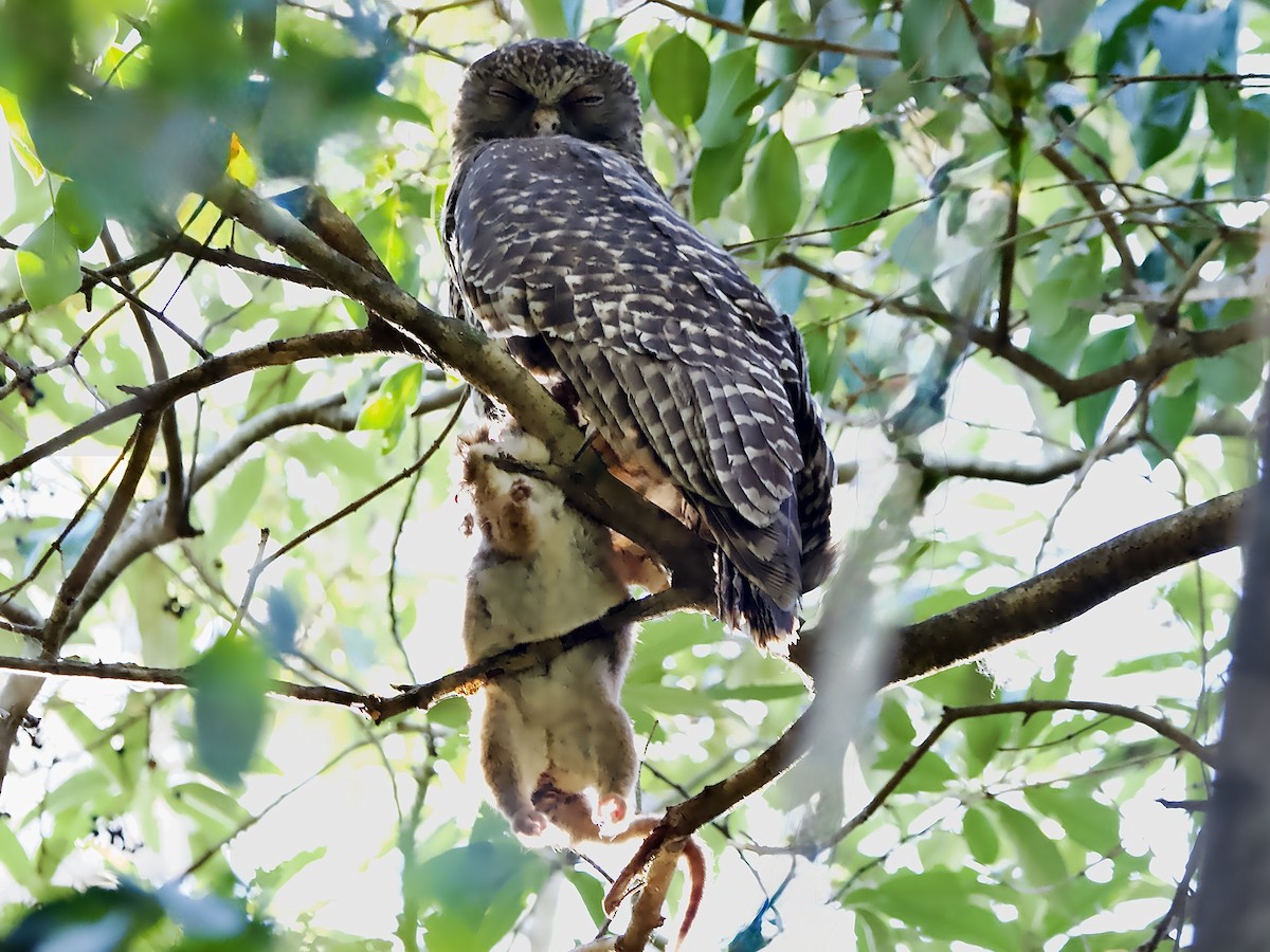 Powerful Owl - ML646379571