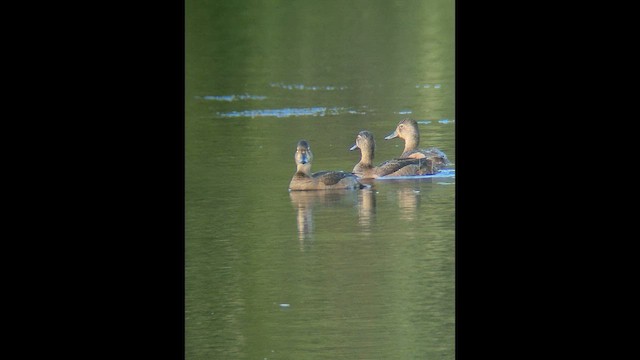 Ring-necked Duck - ML646379572