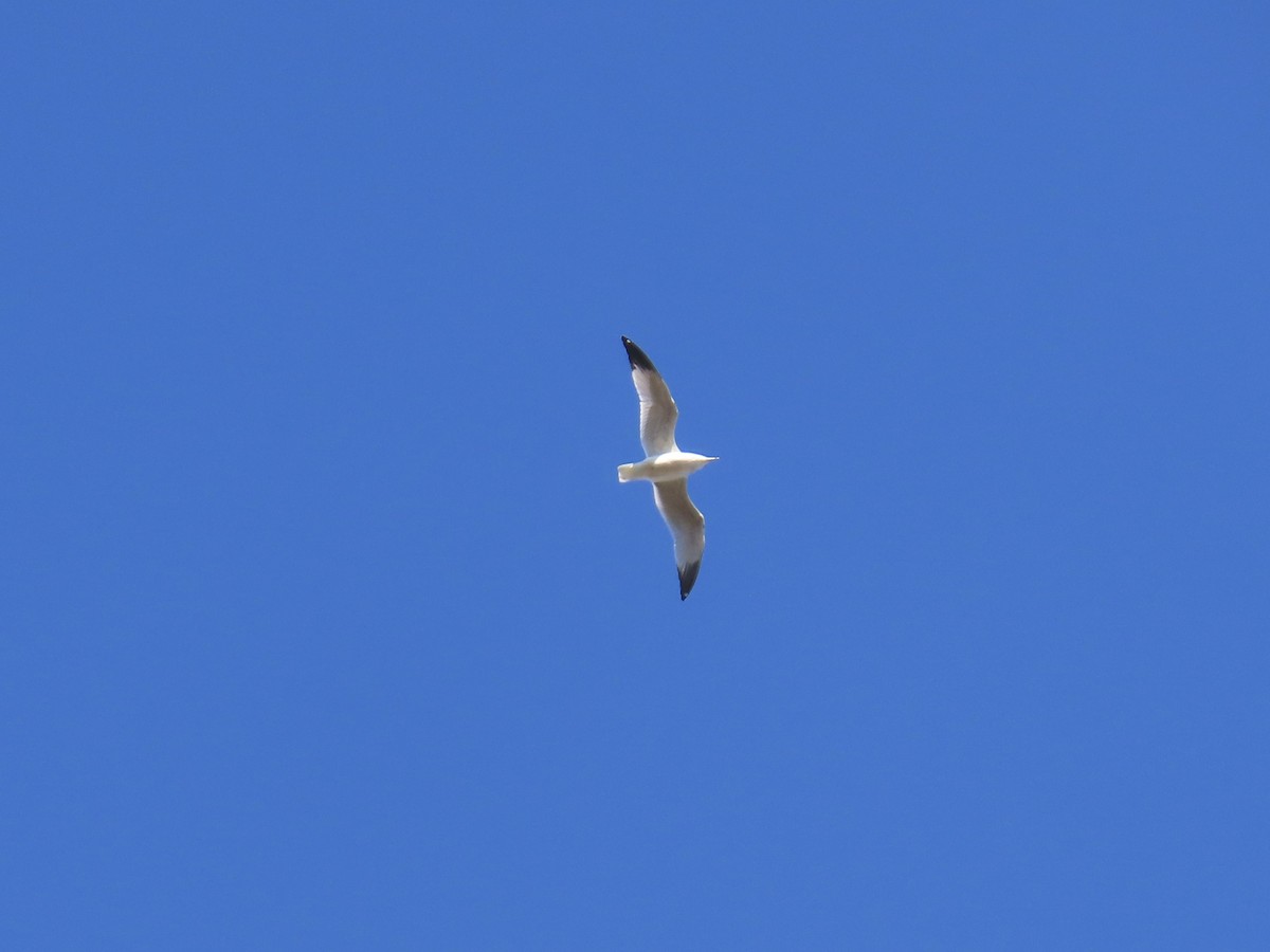 Ring-billed Gull - ML646379573