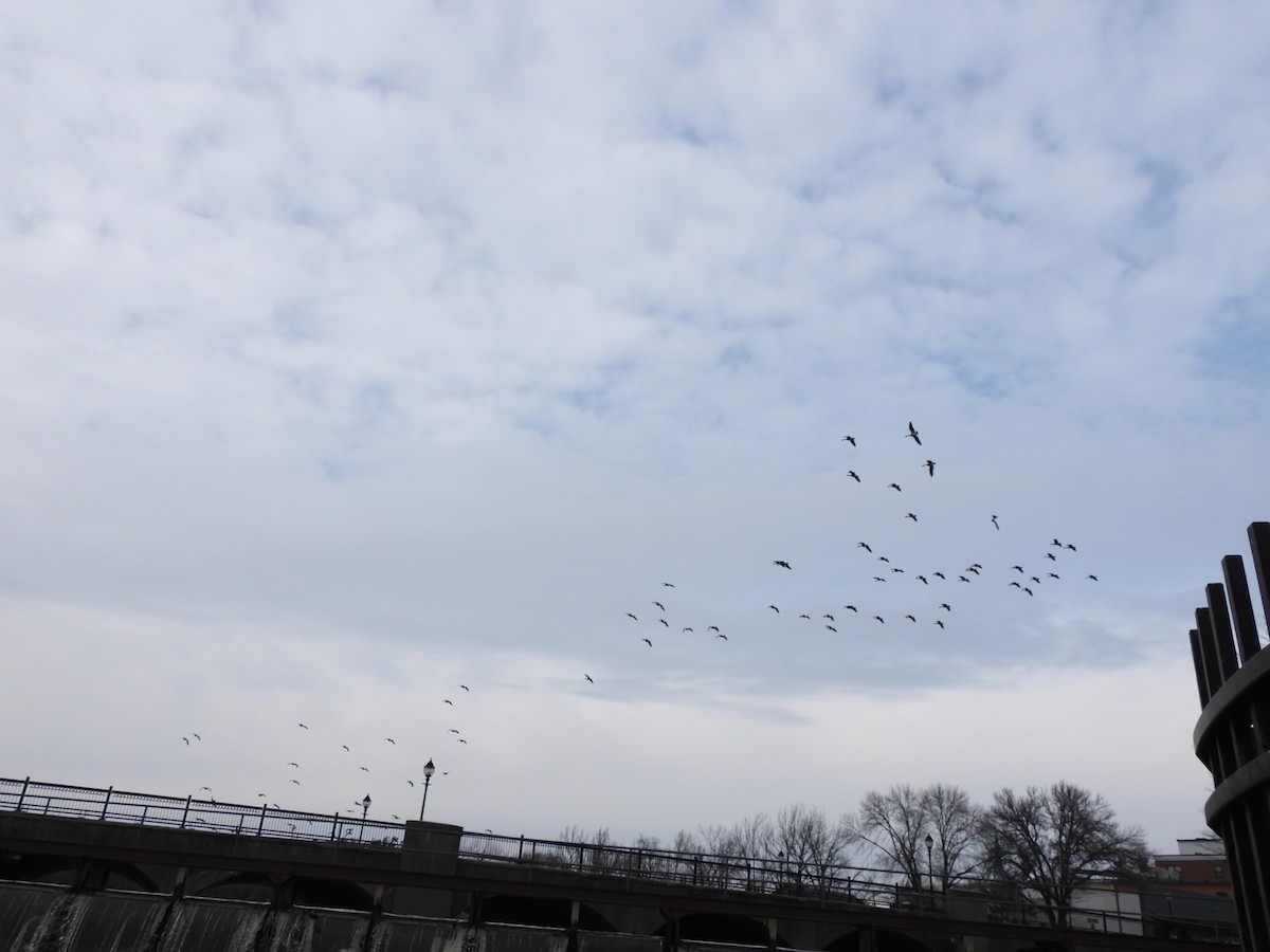 Bernache du Canada - ML646379574