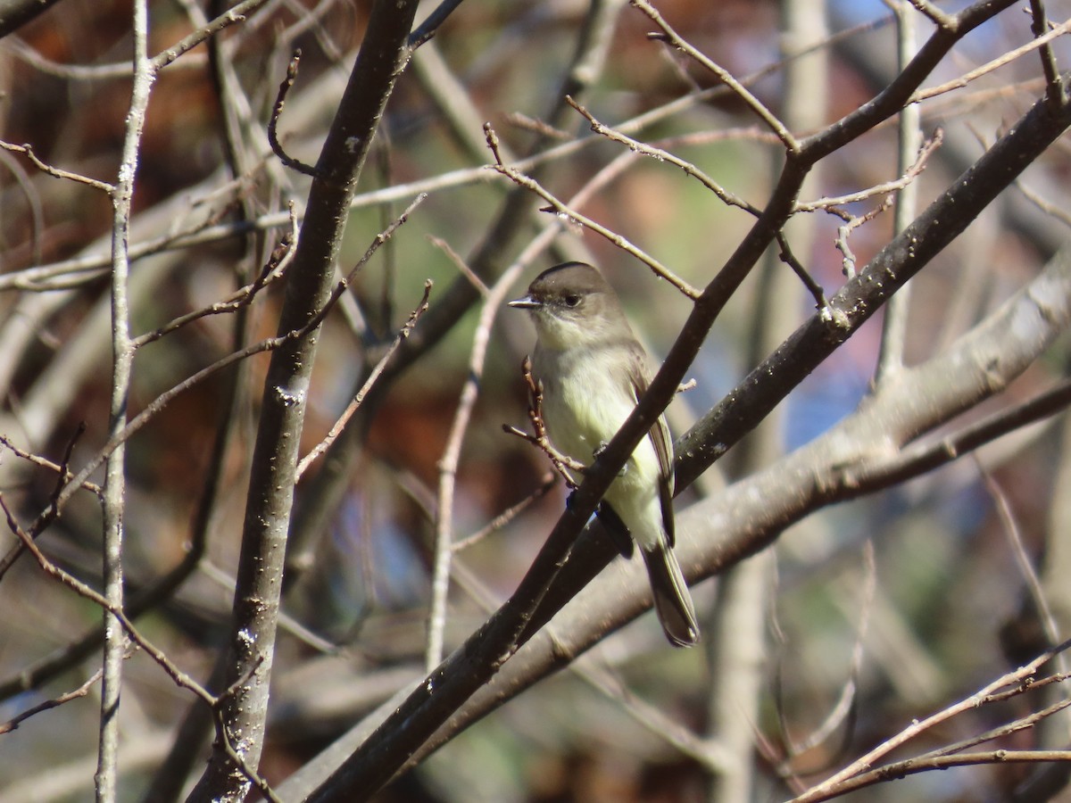 Eastern Phoebe - ML646379576