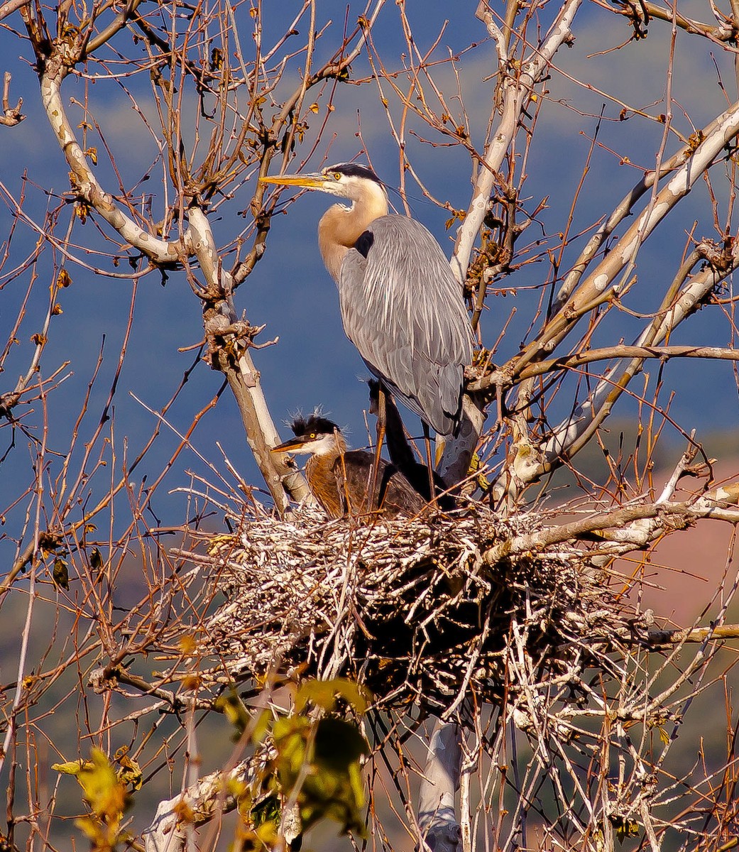 Great Blue Heron - ML646379577