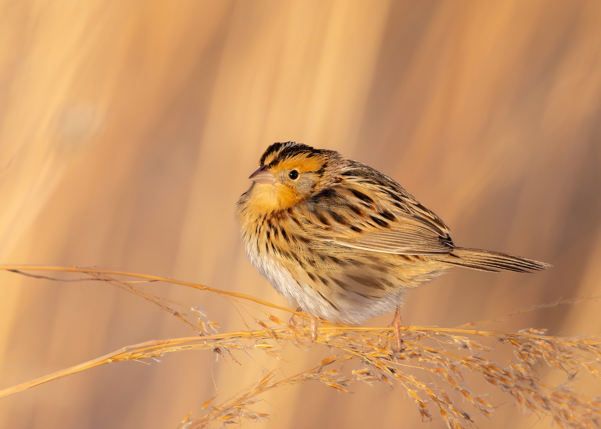 LeConte's Sparrow - ML646379578