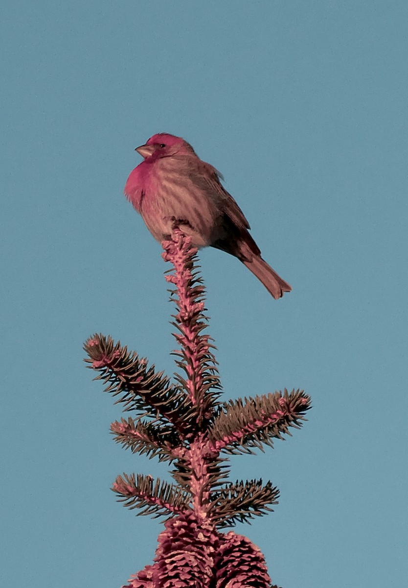 House/Purple Finch - ML646379579